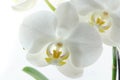 Single white orchid