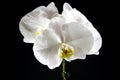 Single white orchid on black background Royalty Free Stock Photo