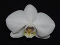 Single White Orchid Bloom Blossom on Black Background. Stylish Orchid Bouquet. Royalty Free Stock Photo