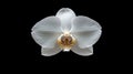 A Single White Orchid Flower Isolated On Black Royalty Free Stock Photo