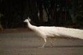 Single White Peacock