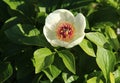 Single white peony flower with green leaves in the garden Royalty Free Stock Photo