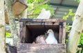 Single White Pigeon (Dove) in The Wooden Box Nest at The Corner with Copyspace