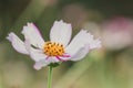 Single white and pink petal wild flower close up Royalty Free Stock Photo
