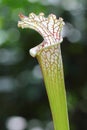 Single White Pitcher Plant Royalty Free Stock Photo