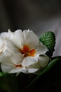 Single white primerose flower with green leaves on blurry background