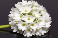 Single white primula denticulata isolated on black background close up Royalty Free Stock Photo
