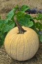 Single white Pumpkin with lush green leaves