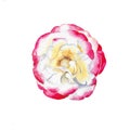 Single white-red rose watercolor painting on white background Royalty Free Stock Photo
