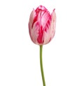 Single white red tulip flower isolated on white Royalty Free Stock Photo