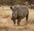 Single white rhinoceros stands on a dirt road