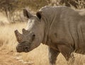 Single white rhinoceros stands on a dirt road