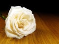 Single white rose Royalty Free Stock Photo