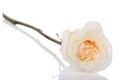 Single white rose Royalty Free Stock Photo