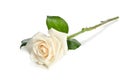 Single white Rose Royalty Free Stock Photo