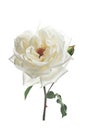 Single white rose on a white background Royalty Free Stock Photo