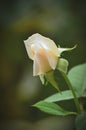A single white Rose