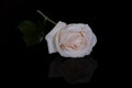 Single white rose on black Royalty Free Stock Photo