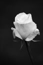 Single White Rose Royalty Free Stock Photo