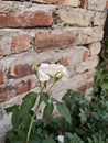 Single White Rose Bloom Against Rustic Brick Wall Background Royalty Free Stock Photo
