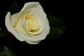 A single White Rose blossom isolated on Black background