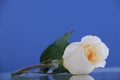 Single white rose on blue Royalty Free Stock Photo