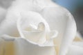 Single white rose, close up, selective focus, macro. Royalty Free Stock Photo