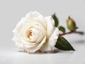 Single white rose, close up Royalty Free Stock Photo