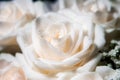 Single white rose with dew Royalty Free Stock Photo
