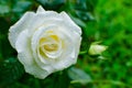 a single white rose with dew drops on a blurred background Royalty Free Stock Photo