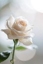 Single white rose with dewdrops,. AI Generated
