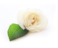 Single white rose flower with leaf Royalty Free Stock Photo