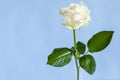Single white rose flower on pale blue background Royalty Free Stock Photo