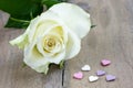 Single white rose with heart candies Royalty Free Stock Photo