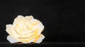 A single white rose illuminated by a warm light source against a stark black background. Royalty Free Stock Photo
