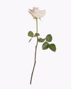 Single white rose isolated Royalty Free Stock Photo