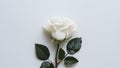 Single white rose isolated against a clean white background Royalty Free Stock Photo