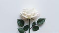 Single white rose isolated against a clean white background Royalty Free Stock Photo