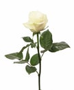 Single white Rose Royalty Free Stock Photo