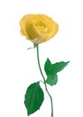 Single white Rose isolated Royalty Free Stock Photo