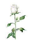 Single white rose isolated on white background Royalty Free Stock Photo
