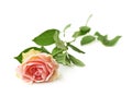 Single white rose isolated Royalty Free Stock Photo