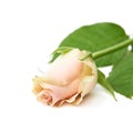 Single white rose isolated Royalty Free Stock Photo