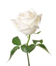 A single white Rose isolated on white background. Royalty Free Stock Photo