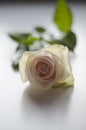 A single white Rose isolated on white background