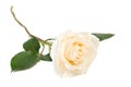 Single white rose Royalty Free Stock Photo