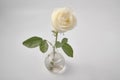 White rose on white background in studio