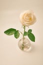 White rose on white background in studio