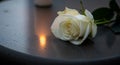 A single white rose lying on a dark gray surface with a light reflection near the flower petals Royalty Free Stock Photo