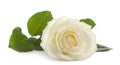 A single white Rose lying down on a white